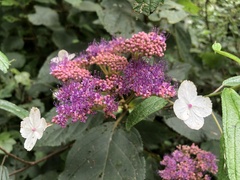 Hydrangea aspera