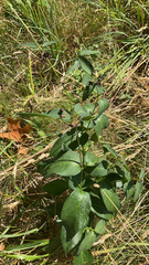 Vincetoxicum nigrum