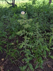 Symphyotrichum ontarionis