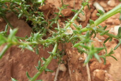 Salsola tragus