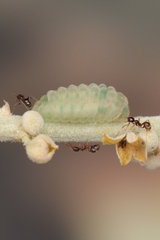 Pheidole megacephala