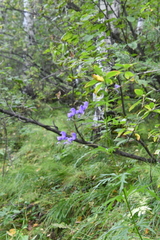 Aconitum volubile
