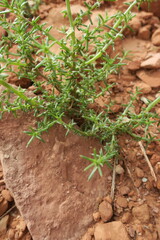 Salsola tragus