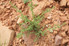 Salsola tragus