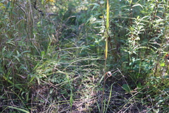 Panicum philadelphicum philadelphicum