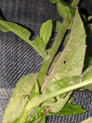 Symphyotrichum ontarionis