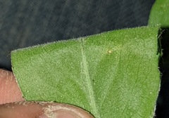 Symphyotrichum ontarionis