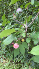 Prunus americana