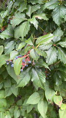 Parthenocissus inserta