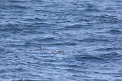 Phalaropus fulicarius