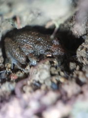 Eleutherodactylus planirostris