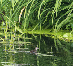 Gallinula chloropus