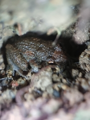 Eleutherodactylus planirostris