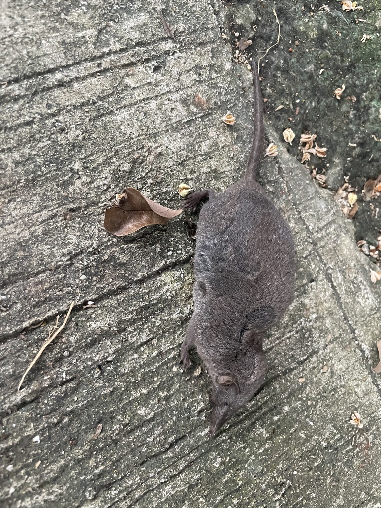 Taiwanese Gray Shrew