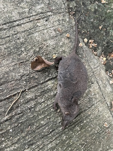 Taiwanese Gray Shrew