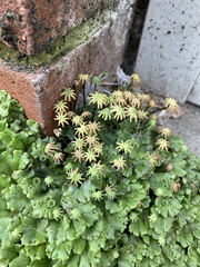 Marchantia polymorpha ruderalis