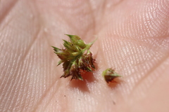 Echinochloa muricata