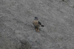 Falco sparverius