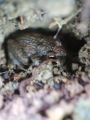 Eleutherodactylus planirostris