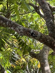 Yungipicus canicapillus