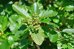 Scandosorbus intermedia