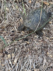 Sternotherus odoratus