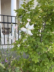 Oenothera filiformis