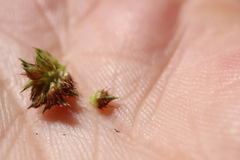 Echinochloa muricata