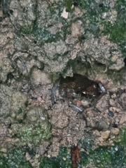 Eleutherodactylus planirostris