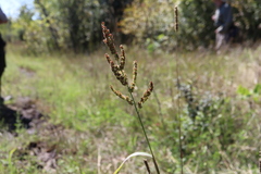 Echinochloa muricata