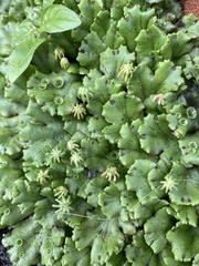 Marchantia polymorpha ruderalis