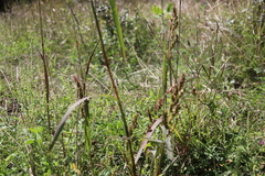Echinochloa muricata