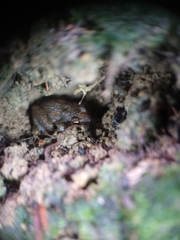 Eleutherodactylus planirostris