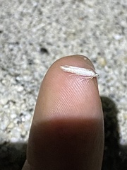 Lepidoptera