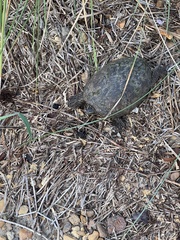 Sternotherus odoratus