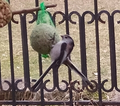 Aegithalos caudatus