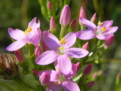 Centaurium erythraea