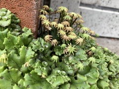 Marchantia polymorpha ruderalis