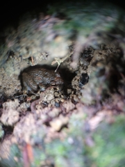 Eleutherodactylus planirostris