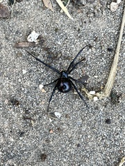 Latrodectus