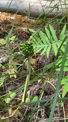 Arisaema triphyllum