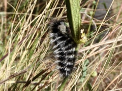 Podalia nigricostata