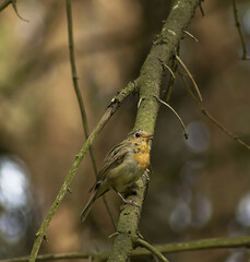 Erithacus rubecula