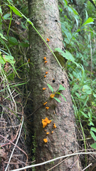 Dacrymyces spathularia