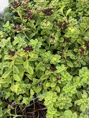 Phedimus kamtschaticus