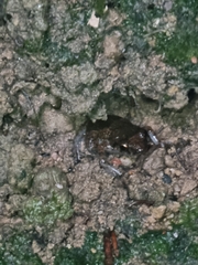 Eleutherodactylus planirostris