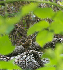 Troglodytes troglodytes