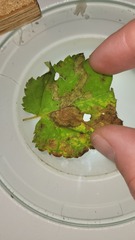 Cameraria betulivora