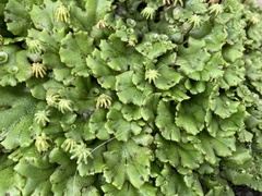 Marchantia polymorpha ruderalis