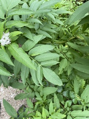 Sambucus ebulus